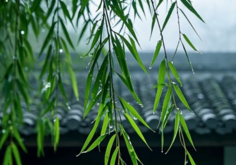 清明：一场跨越时空的生命对话